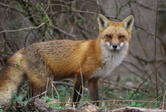 Картинка животные лисы лисичка