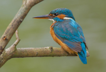 Картинка животные зимородки рыболов