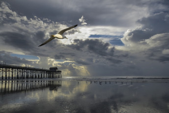 Картинка животные Чайки +бакланы +крачки чайки море небо закат облака
