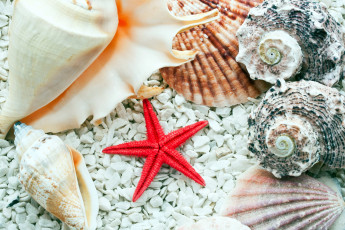 Картинка разное ракушки +кораллы +декоративные+и+spa-камни морская звезда раковины
