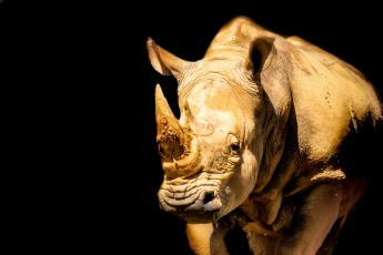 Картинка животные носороги двурогий носорог