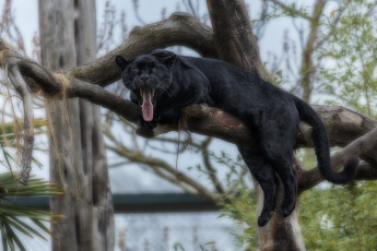 Картинка животные пантеры пантера