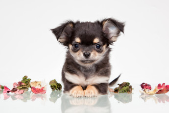 Картинка животные собаки собака взгляд друг лепестки