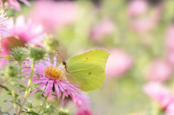 Картинка животные бабочки +мотыльки +моли бабочка цветы макро