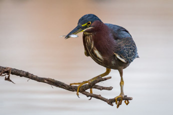 Картинка животные цапли +выпи цапля