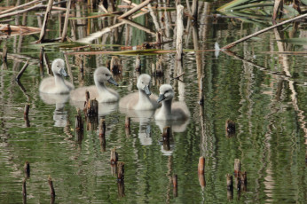 Картинка животные гуси озеро гусята
