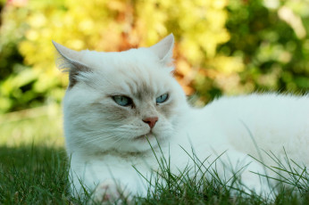 Картинка животные коты киса кот кошка луг