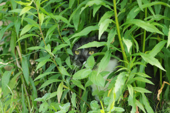 Картинка животные коты киса коте взгляд усы ушки трава