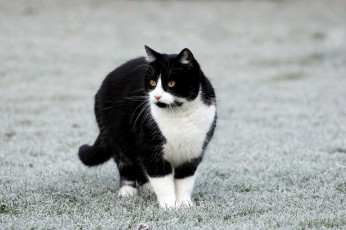 Картинка животные коты киса коте взгляд усы ушки трава