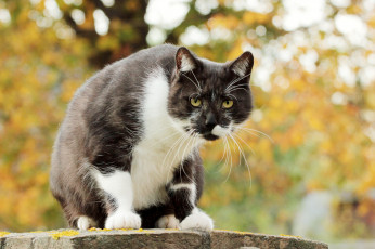 Картинка животные коты киса коте взгляд усы ушки