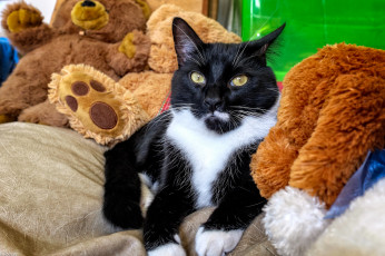 Картинка животные коты киса коте взгляд усы ушки игрушки