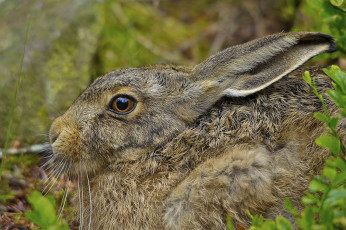 Картинка животные кролики +зайцы заяц