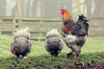 Картинка животные куры +петухи петух луг