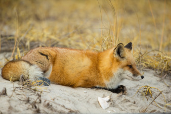 Картинка животные лисы лисичка