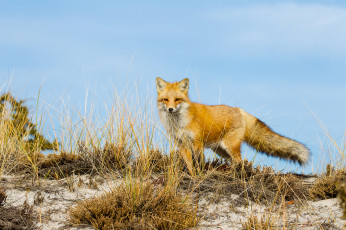 Картинка животные лисы лисичка