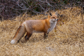 Картинка животные лисы лисичка