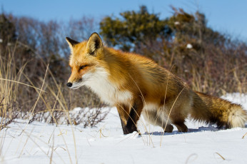 Картинка животные лисы лисичка