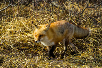 Картинка животные лисы лисичка