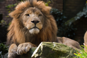 Картинка животные львы грива лев