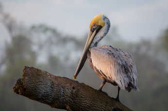 Картинка животные пеликаны пеликан