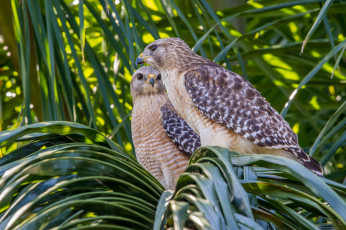 Картинка животные птицы+-+хищники охотники