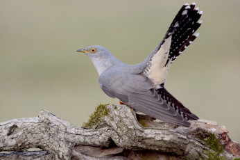 Картинка животные птицы кукушка