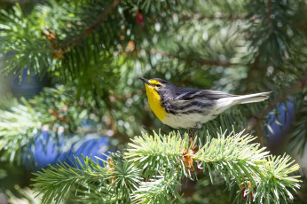 Картинка животные птицы ветки хвоя ель птица