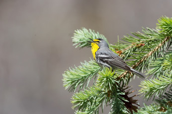 Картинка животные птицы ветки хвоя ель птица