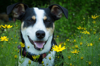 Картинка животные собаки пес