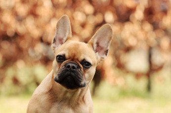 Картинка животные собаки пёс собака друг портрет