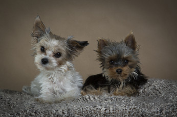 Картинка животные собаки собачки