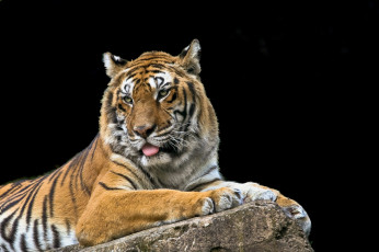 Картинка животные тигры тигр