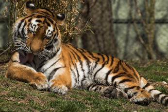 Картинка животные тигры тмгр