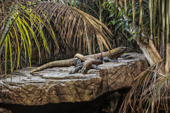 Картинка животные Ящерицы +игуаны +вараны вараны