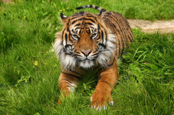 Картинка животные тигры тигр морда лапы отдых хищник трава