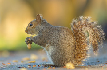 Картинка животные белки белка