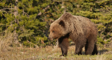 Картинка животные медведи мишка