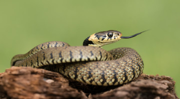 Картинка животные змеи +питоны +кобры змея