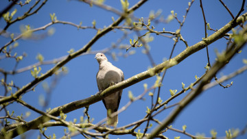 Картинка животные голуби глаз клюв ветки голубь