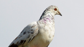 Картинка животные голуби голубь глаз клюв