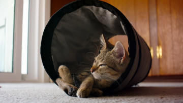 Картинка животные коты кошка дом уют дрёма