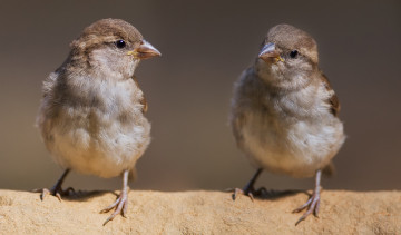 Картинка животные воробьи птички