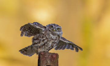 Картинка животные совы сова