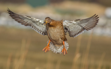 Картинка животные утки утка