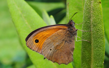 Картинка животные бабочки +мотыльки +моли бабочка листик