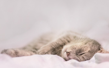 Картинка животные коты кошка дом уют