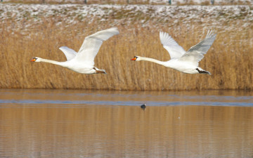 Картинка животные лебеди полет