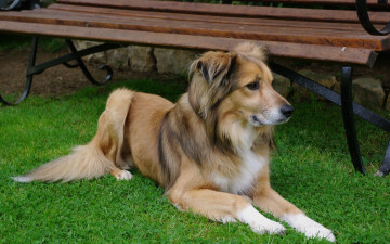 Картинка животные собаки друг взгляд собака