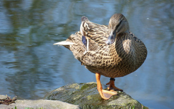 Картинка животные утки утка вода