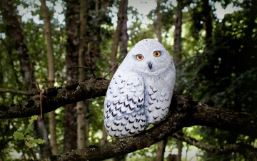 Картинка разное ремесла +поделки +рукоделие дерево листья плющ камень сова